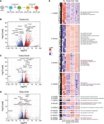 13C tracer analysis reveals the landscape of metabolic checkpoints in human CD8+ T cell differentiation and exhaustion